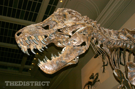 Smithsonian Museum of Natural History in Washington DC