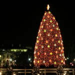 national christmas tree in Washington DC
