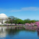 Washington DC cherry blossom festival