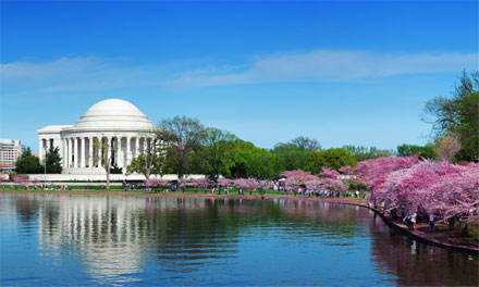 Washington DC cherry blossom festival