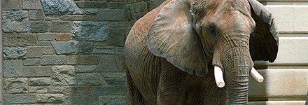 Top 10 Things to See in Washington, D.C. -- The National Zoo