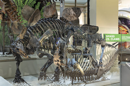 Photo documentation of The David H. Koch Hall of Fossils  –– Deep Time exhibit at the Smithsonian Institution National Museum of Natural History in Washington, DC in May 2019. Exhibit opens to the public on June 8, 2019.